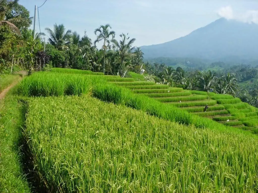 Guest house Zen Rooms Tukad Badung Renon Denpasar